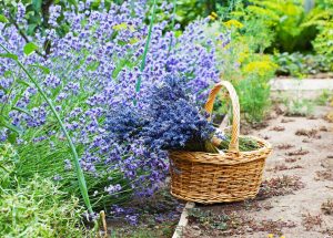 Der Lavendel