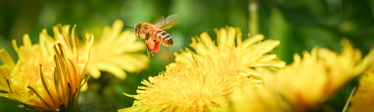 Biene auf einer Blume