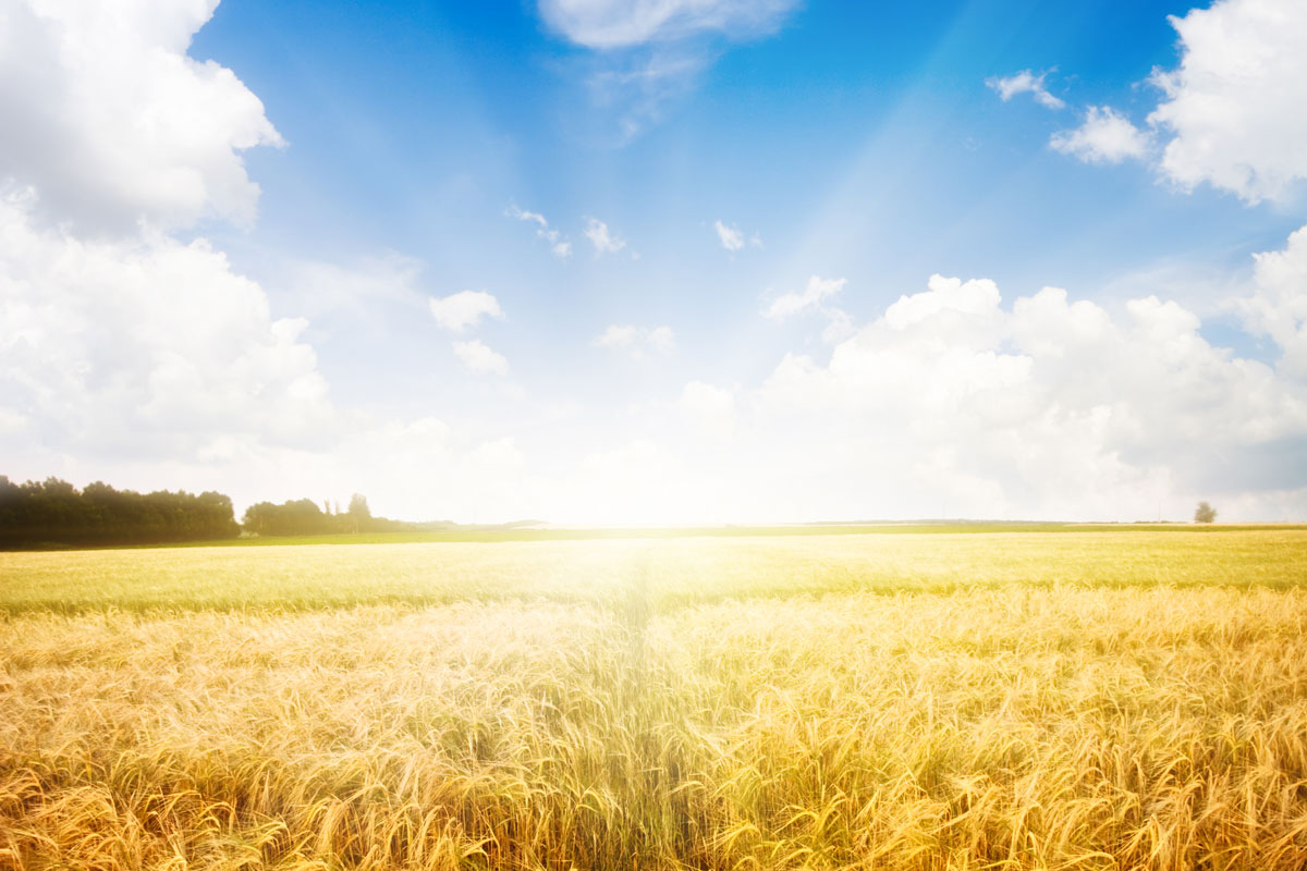 Natur Pur MItten im Feld - Natur Pur
