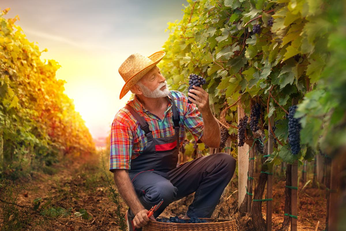 Bauer bei der Weinlese