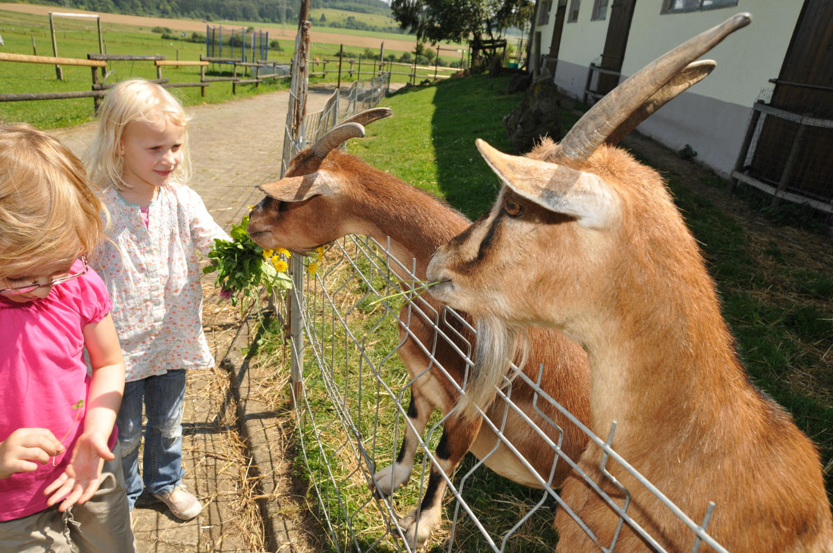 Kindheitstraum Bauernhof - Besuch bei den Tieren
