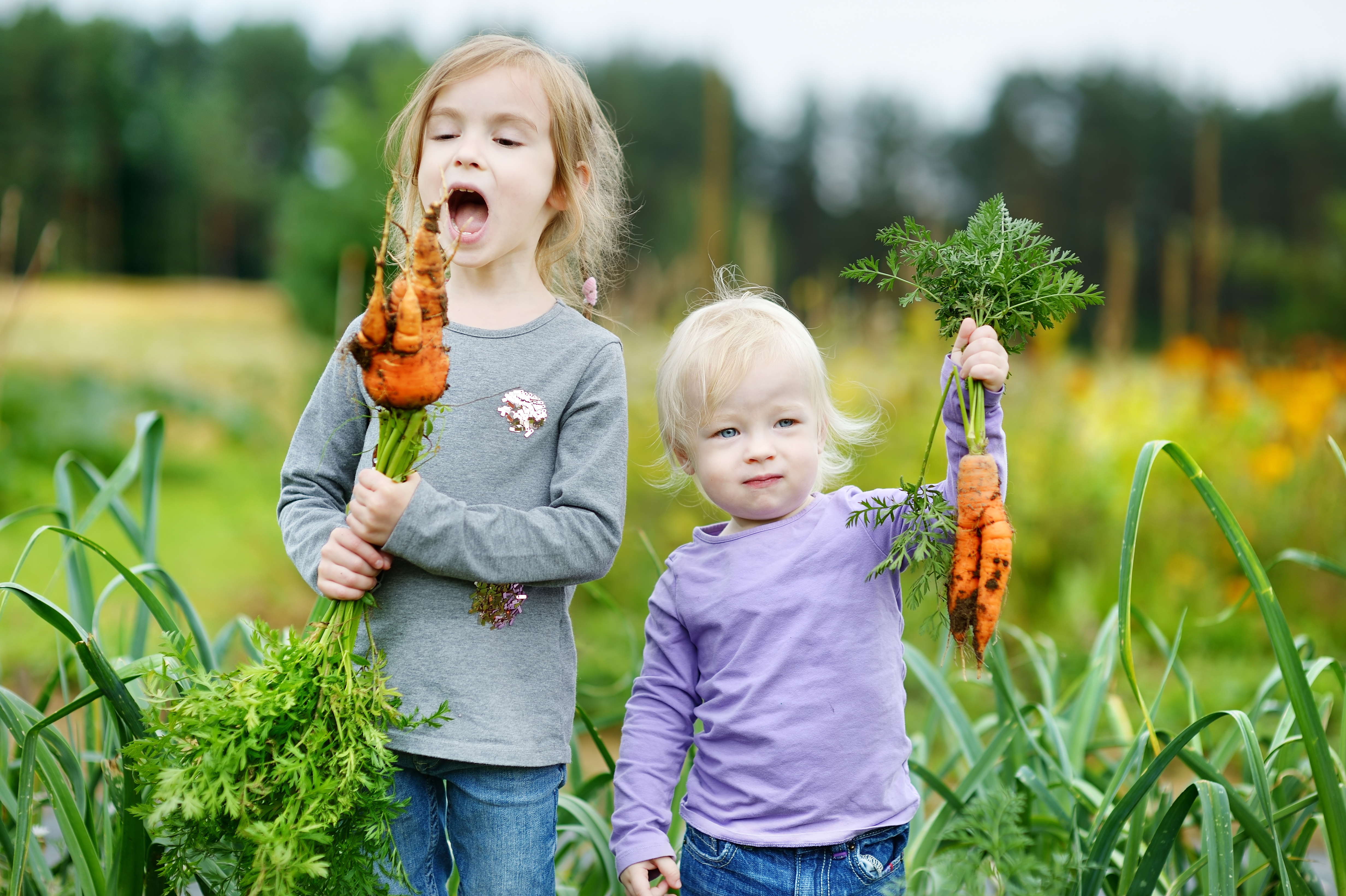 Kinder bei der Karottenernte