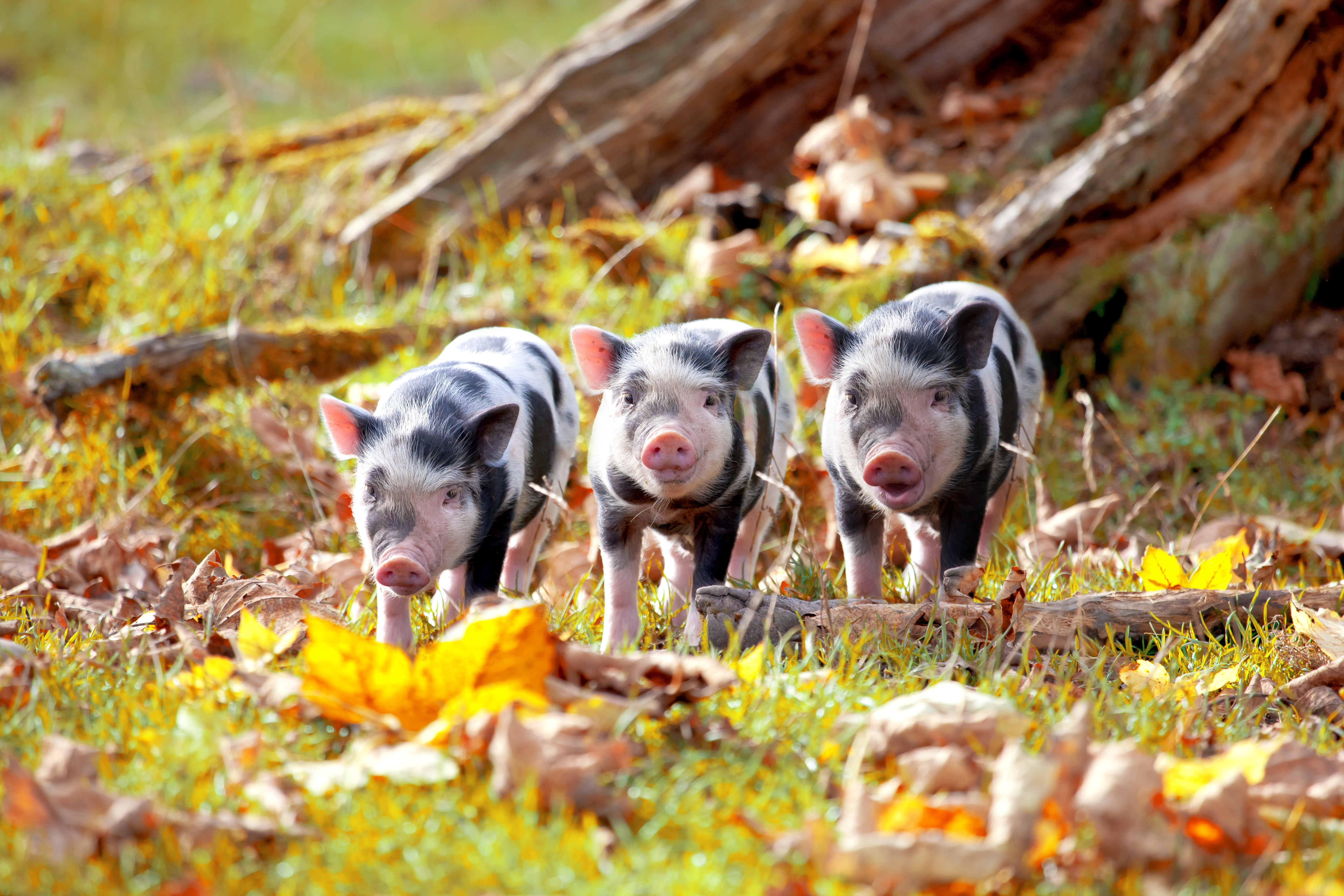 Schweine im Laub