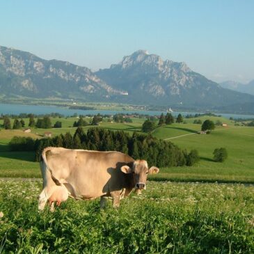 Faszination Berge: Bauernhofurlaub in den Alpen