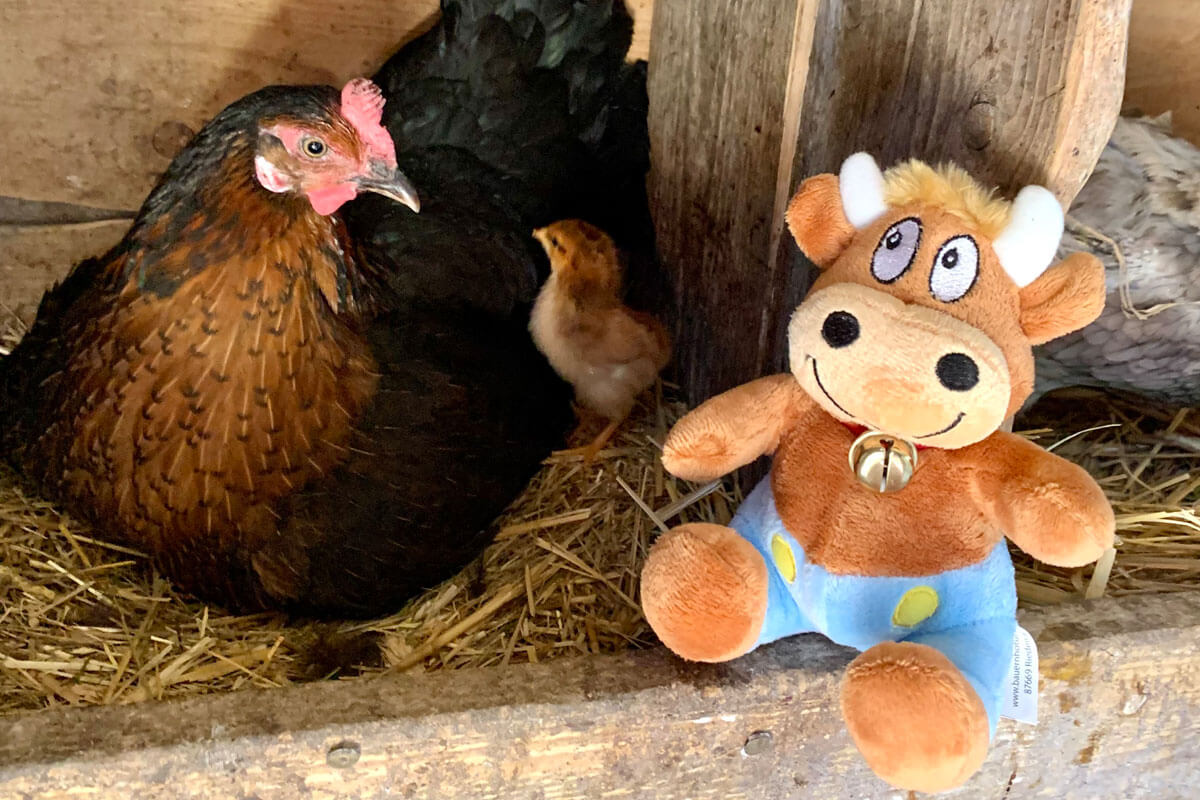 Ferienhof-Ritter-Besuch im Hühnerstall