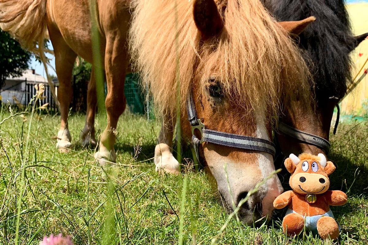 Ferienhof-Ritter-Pferde