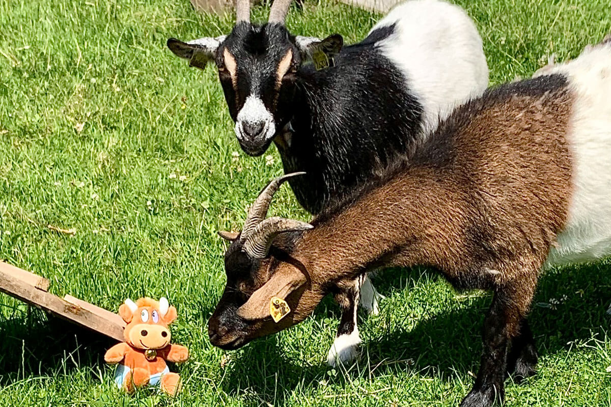 Ferienhof-Ritter-Ziegen