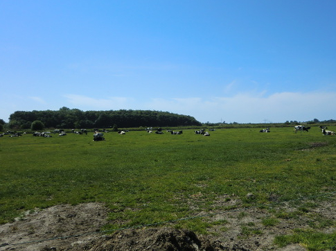 Freie Sicht auf Feld und Kühe