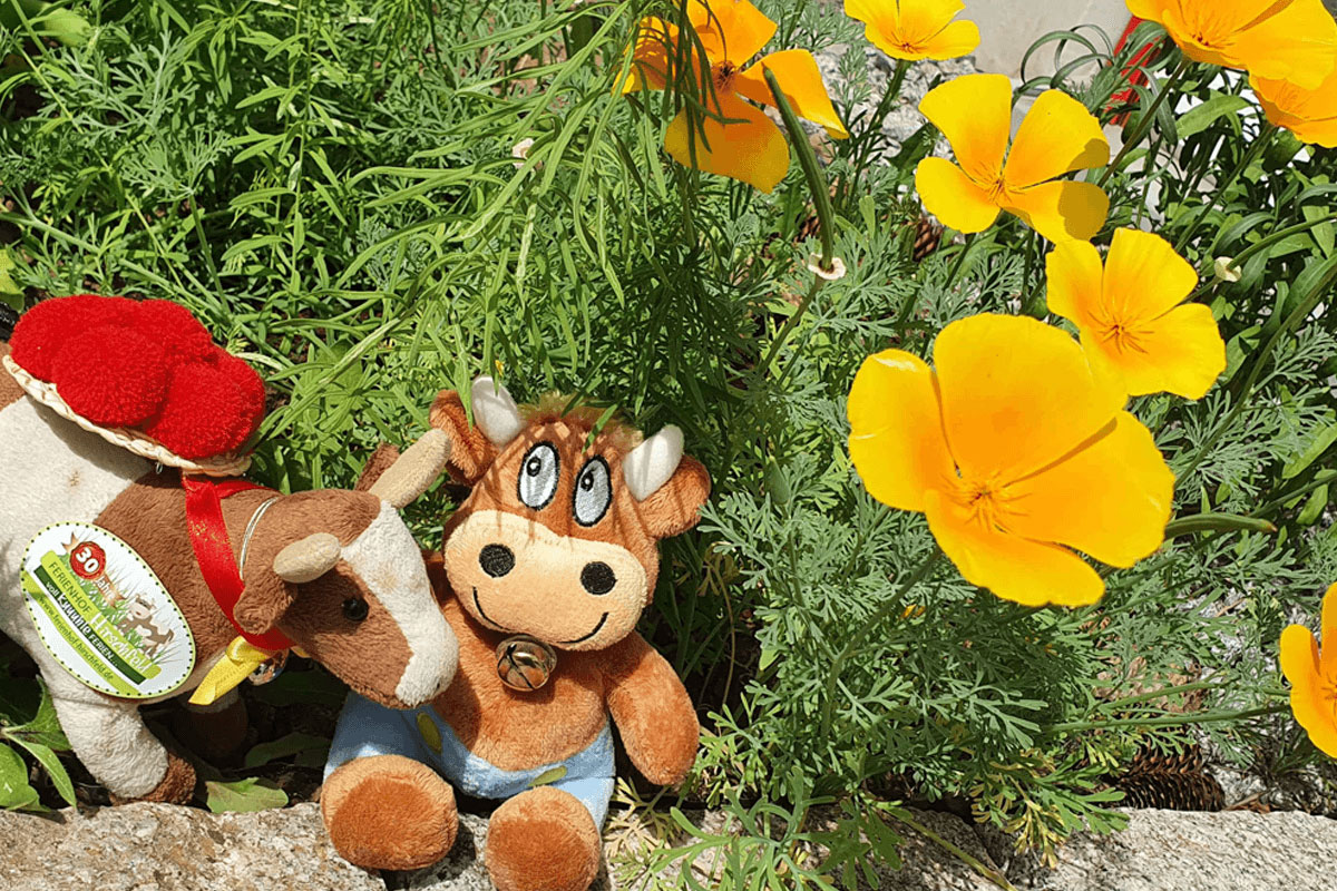 Meine Auszeit unter californischem Mohn Friederike-Ferienhof-Hirschfeld-Mohn