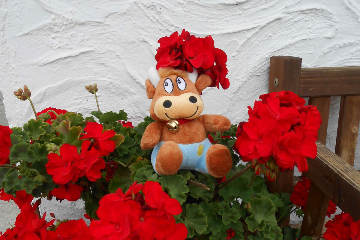 Friederike-Reisetagebuch-Familiennest-Pauli-Blumen