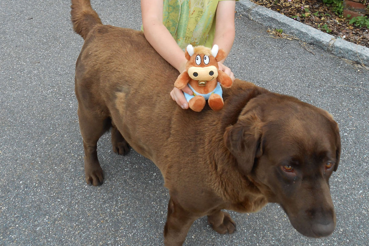 Spaziergang mit dem Hofhund Friederike-Reisetagebuch---Familiennest-Pauli-Hofhund
