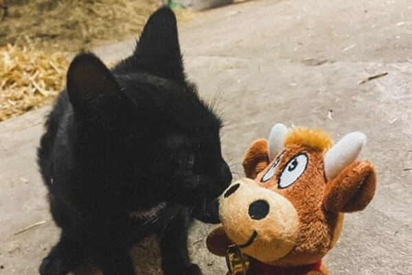 Friederikes-Reisetagebuch---Erlebnisbauernhof-Stadelmann-Küsschen-Katze