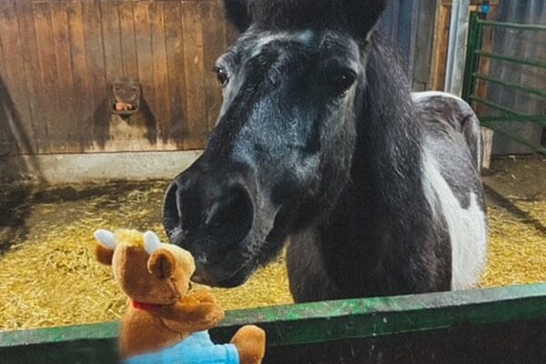 Friederikes-Reisetagebuch---Erlebnisbauernhof-Stadelmann-Pferdestall