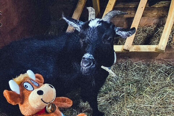 Friederikes-Reisetagebuch---Erlebnisbauernhof-Stadelmann-Ziege