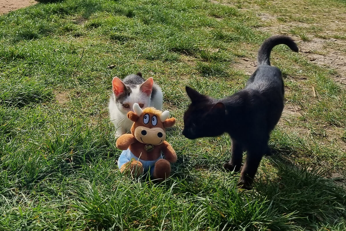 Friederikes-Reisetagebuch-Ferienhof-Birnbaum-Katzenkinder