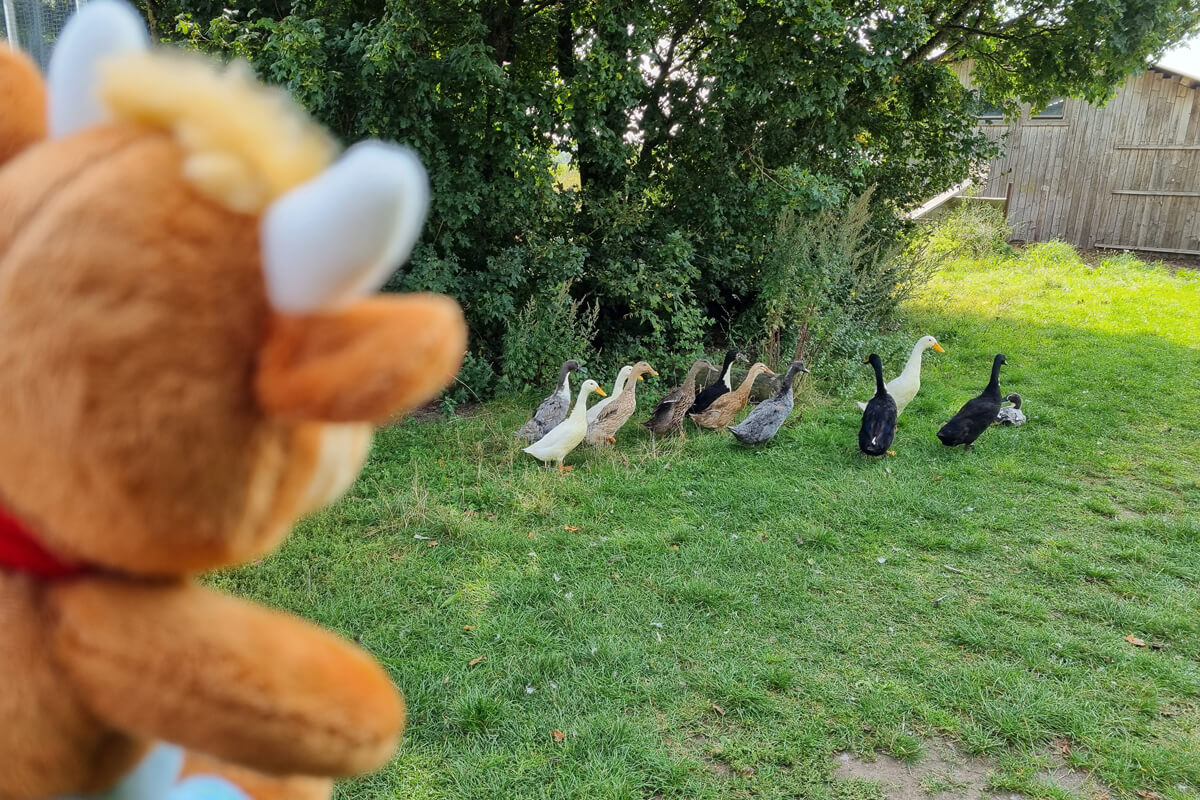 Friederikes-Reisetagebuch-Ferienhof-Birnbaum-Laufenten