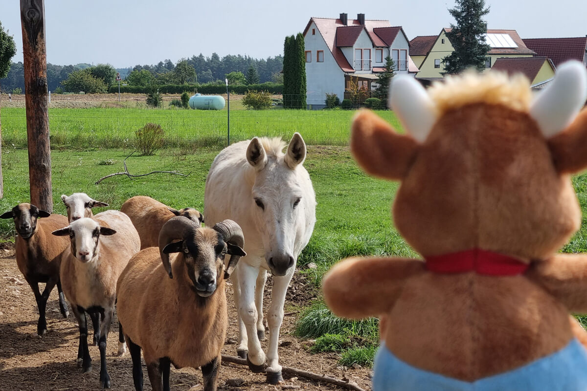 Friederikes-Reisetagebuch-Ferienhof-Esel-und-Schafe