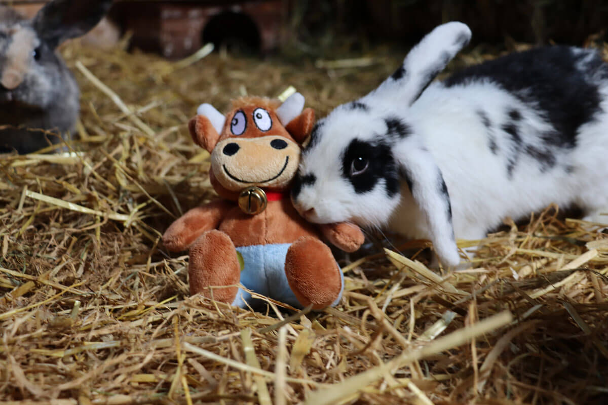 Hasenkammer-Friederikes-Reisetagebuch-Hase-neugierig