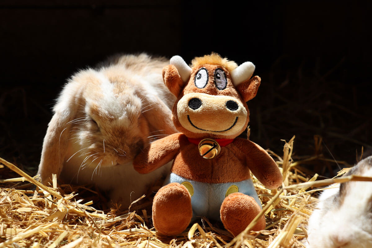 Hasenkammer-Friederikes-Reisetagebuch-Hase