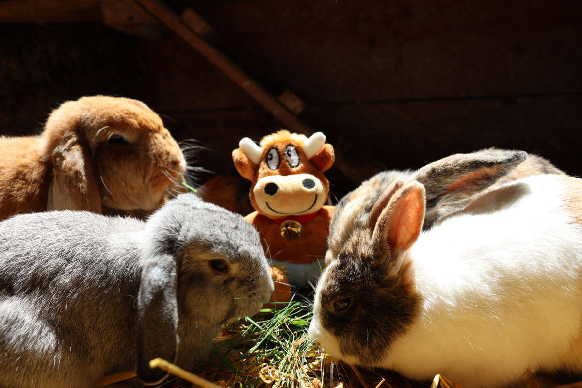 Hasenkammer-Friederikes-Reisetagebuch-Hasen