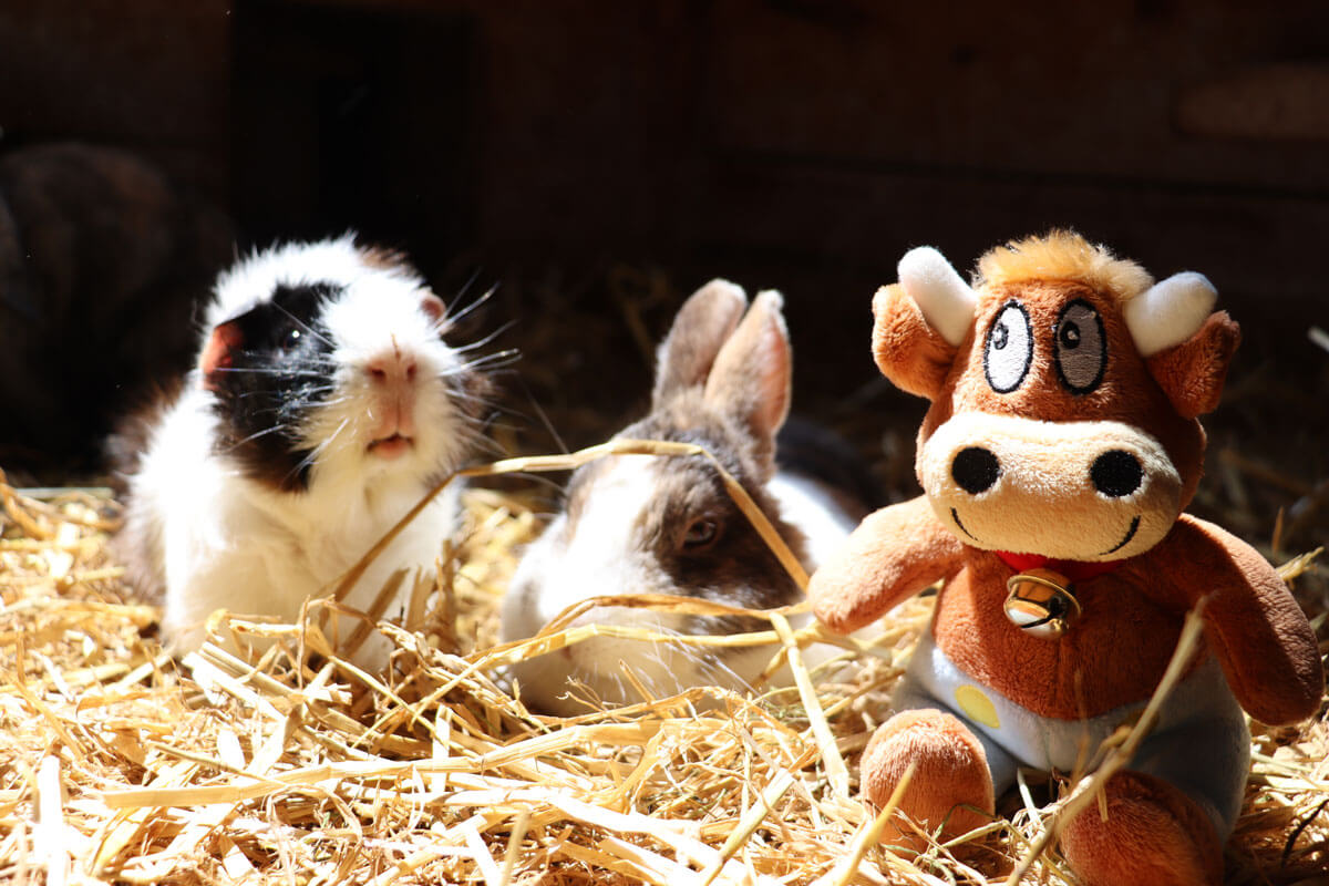 Hasenkammer-Friederikes-Reisetagebuch-Hase und Meerschwein