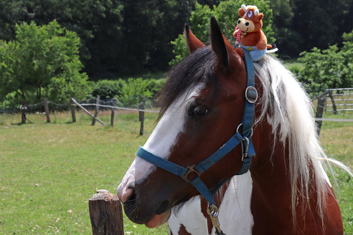 Hasenkammer-Friederikes-Reisetagebuch-Juno