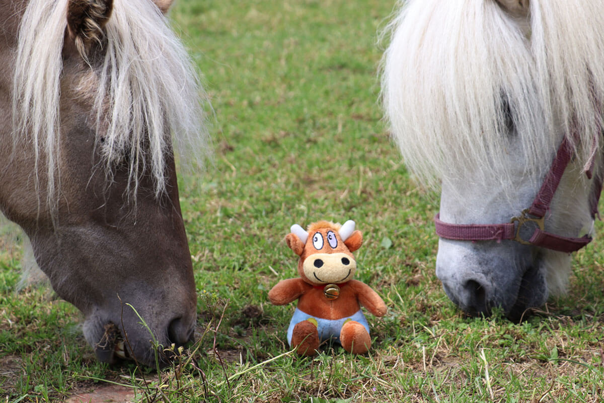 Hasenkammer-Friederikes-Reisetagebuch-Ponys