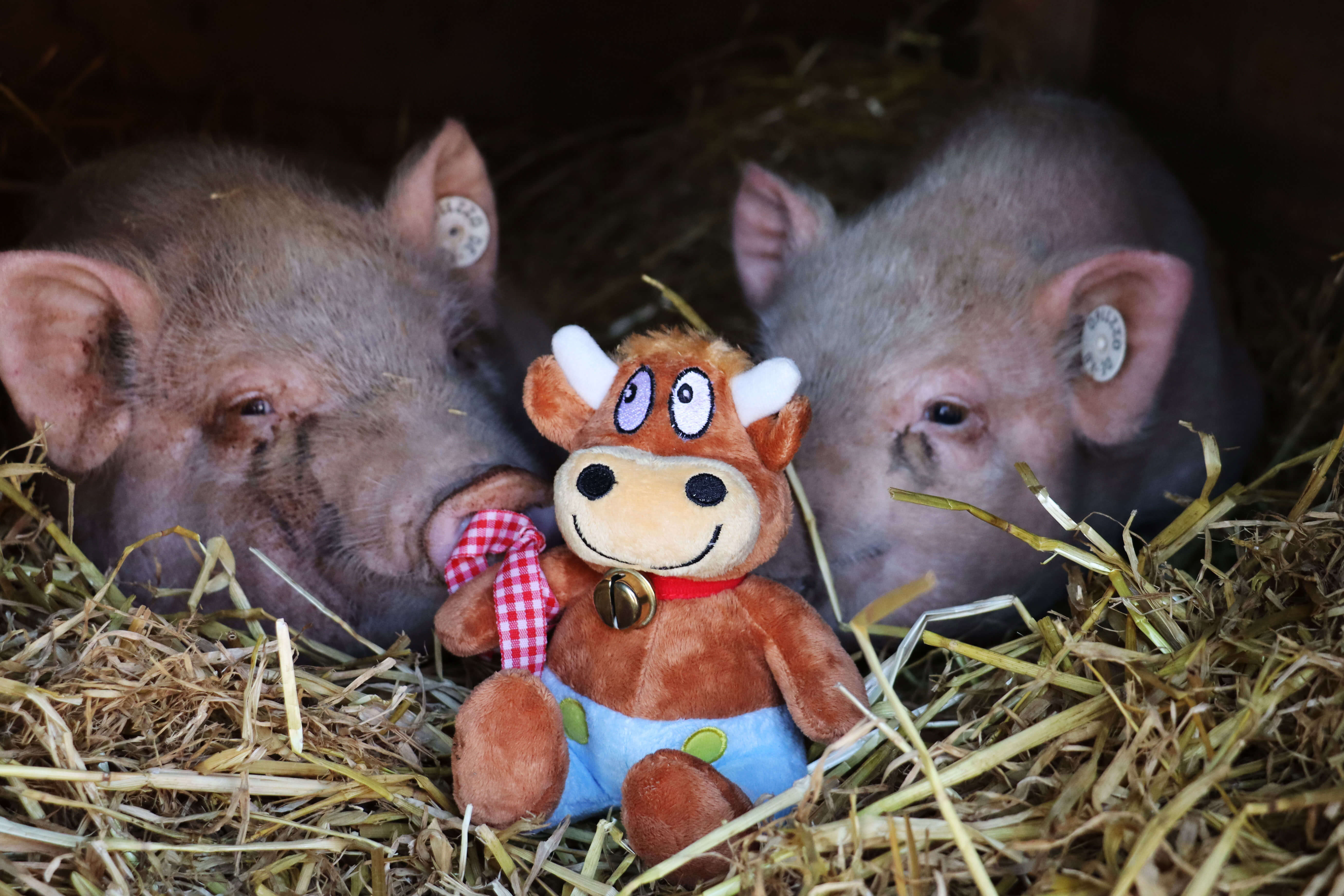 Hasenkammer-Friederikes-Reisetagebuch-Im Schweinestall