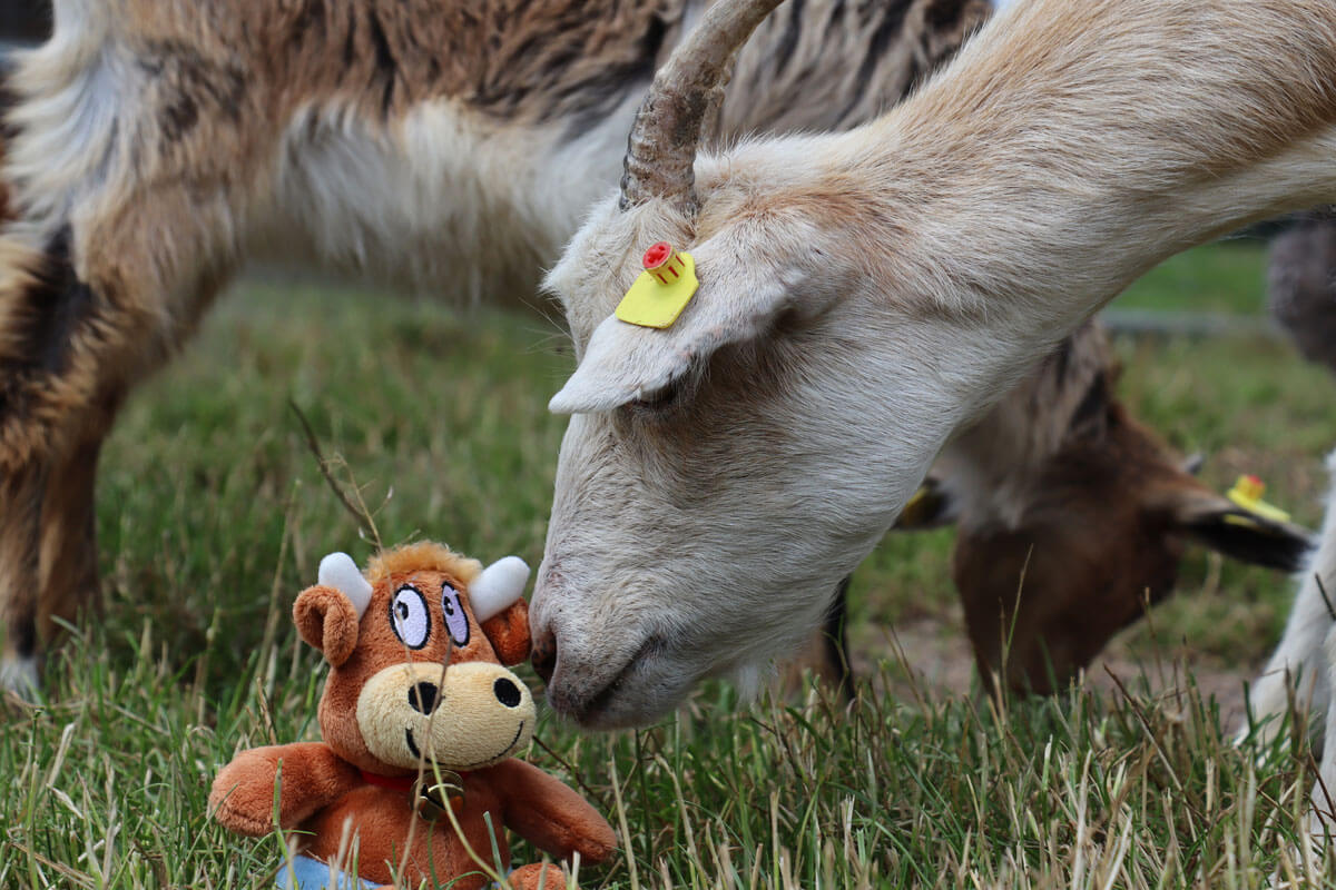 Hasenkammer-Friederikes-Reisetagebuch-Ziege