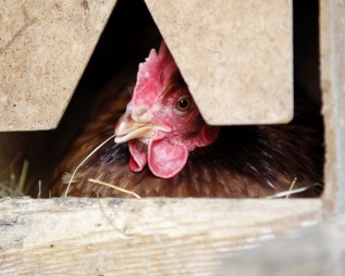 Huhn beim Eierlegen auf dem Rügen-Ferienhof