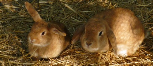Kaninchen auf dem Ennenhof