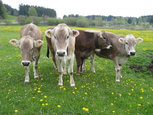 Kühe auf der Weide beim Veiter-Hof