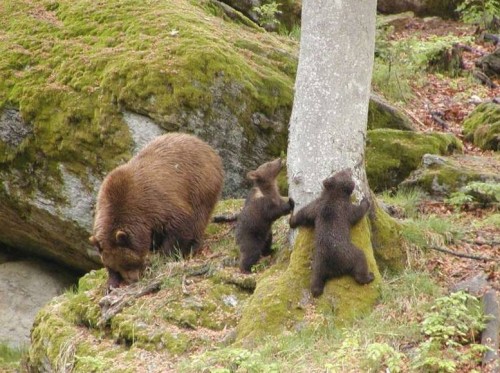 Bärenfamilie