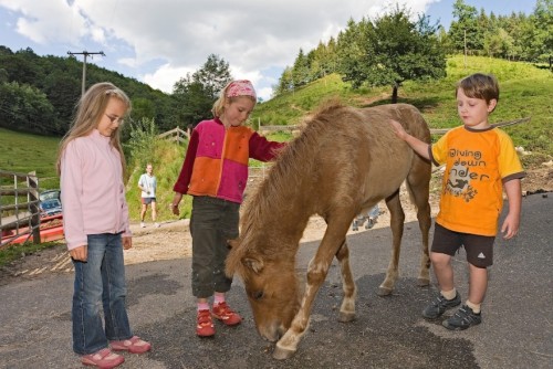 Kinder kümmern sich gerne um die Fohlen auf dem Schmidbauernhof