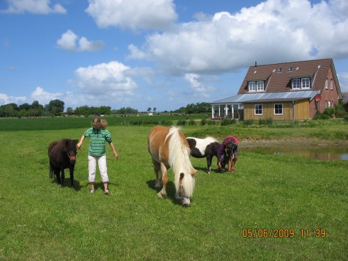 Ponys auf der Weide auf dem Ferienhof Rickerts