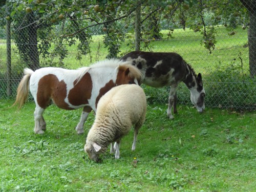 Ponys und Schafe unter den Apfelbäumen auf dem Ferienhof Haus Sonnenschein