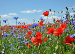 Den Duft des Blumenmeers im Farbenrausch genießen während der Bauernhofferien