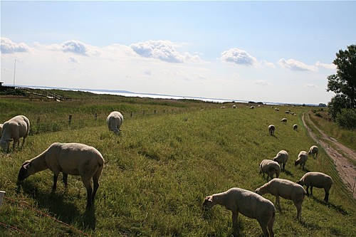 Schafe am Deich von der Ferienanlage Schuldt
