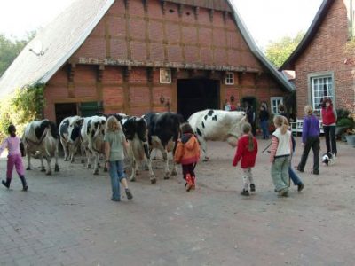 Die Milchkühe auf dem Weg in den Stall