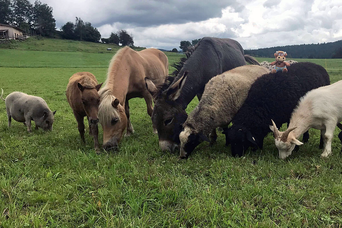 Weidererhof-Friederikes-Reisetagebuch-Weide(1)