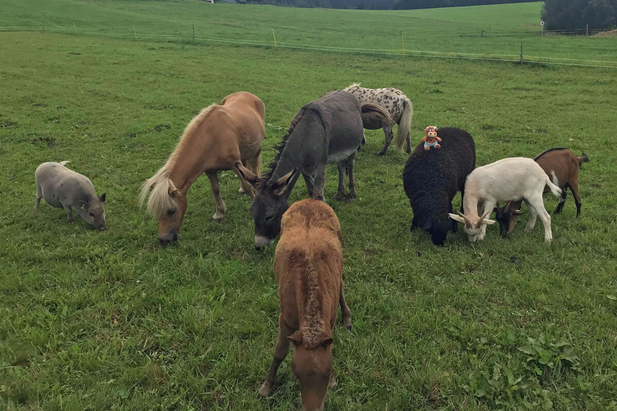 Weidererhof-Friederikes-Reisetagebuch-Weide(2)