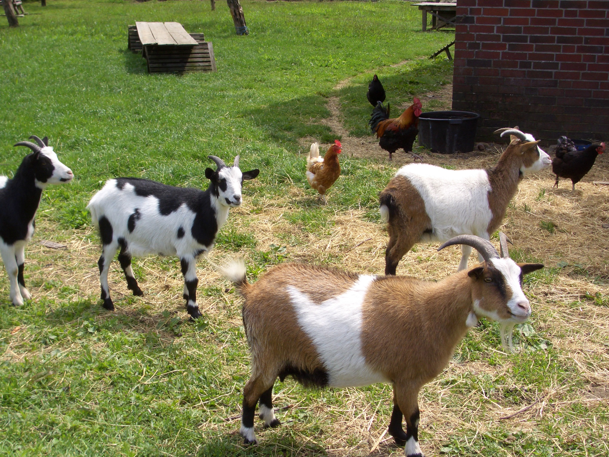 Ziegen und Hühner auf dem Cohrshof