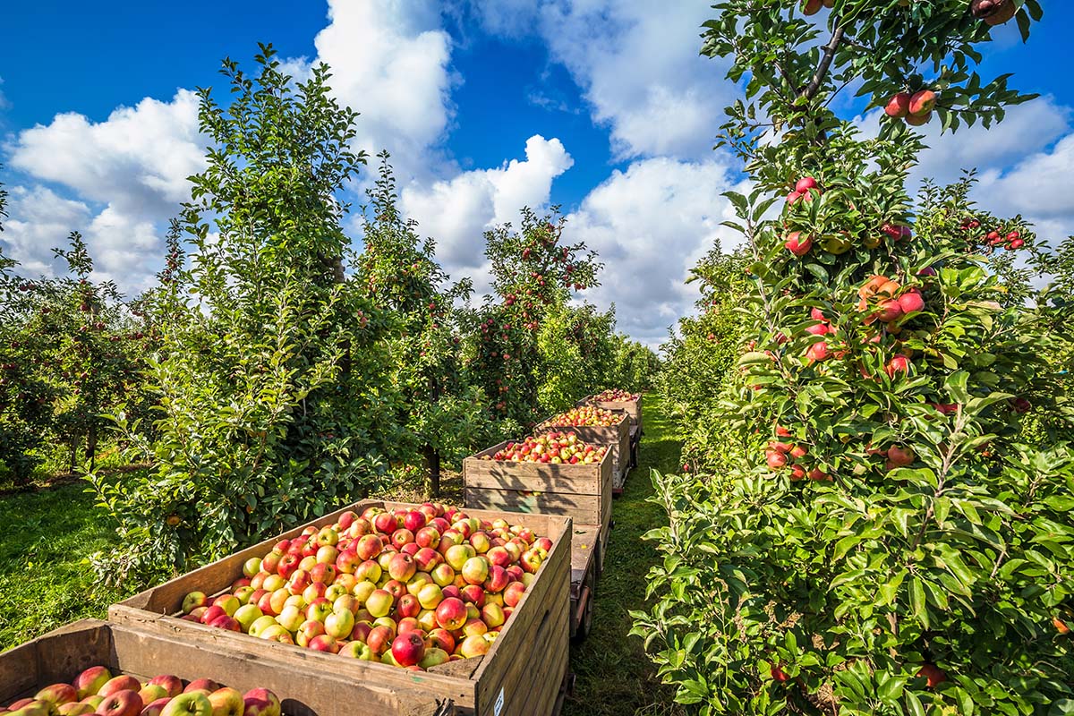 Holzkisten voller roter und gelber Äpfel stehen zwischen Apfelbäumen. An den Zweigen hängen weitere reife Früchte unter blauem Himmel.