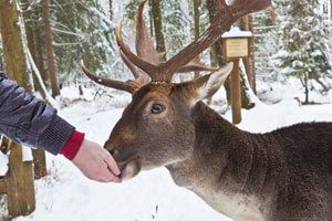 Dein perfekter Bauernhoftag auf dem Forsthof