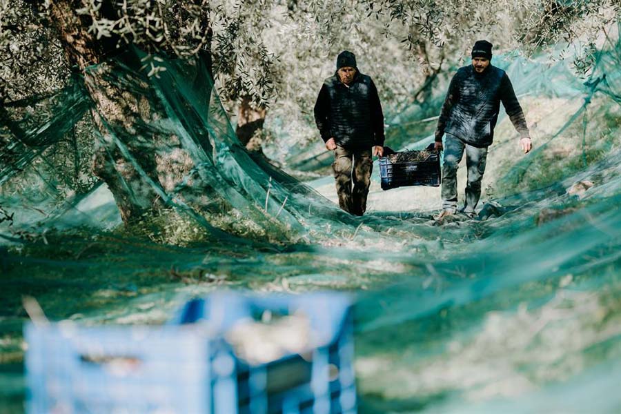 Zwei Personen tragen eine Kiste mit frisch geernteten Oliven durch den Olivenhain des Agriturismo Cà di Ughi, grüne Netze liegen unter den Bäumen.