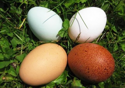 Frische Eier aus dem Hühnerstall