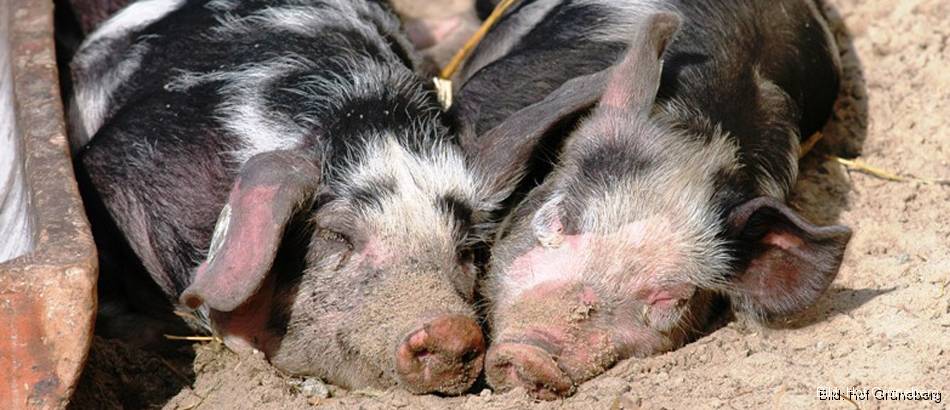 Schweine Hof Grüneberg