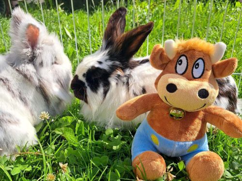 Sind die Hasen aber niedlich