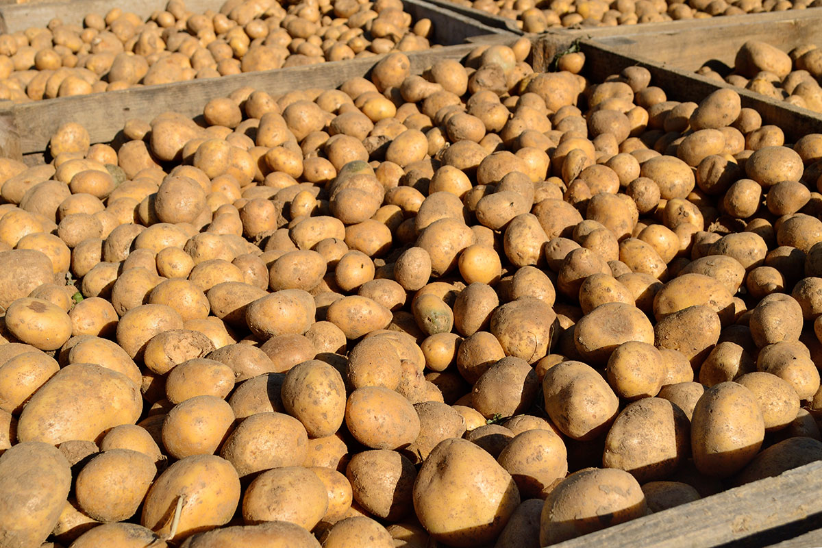 Viele ungewaschene Kartoffeln liegen in flachen Holzkisten. Das Sonnenlicht betont Erde, Schale und die Menge der Ernte.