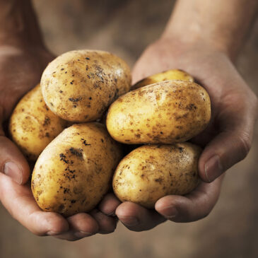 Warum Bauernhofurlaub auch beim Einkaufen beginnt